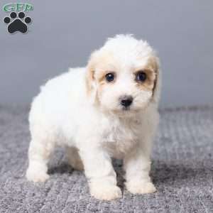 Kiana, Bich-Poo Puppy
